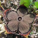 Edithcolea Grandis Succulent Carrion Flower 15 PCS Seeds Edithcolea Grandis Succulent Carrion Flower 15 PCS Seeds