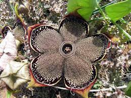 Edithcolea Grandis Succulent Carrion Flower 15 PCS Seeds