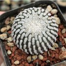 Egg Succulents Bonsai Echinopsis Tubiflora Cactus Flores 200 PCS Seeds