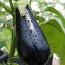 Eggplant Black Big Vegetables 100 PCS Seeds
