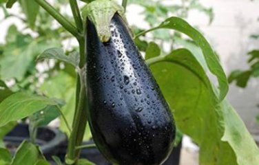 Eggplant Black Big Vegetables 100 PCS Seeds