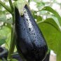 Eggplant Black Big Vegetables 100 PCS Seeds