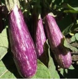 Eggplant 'Fairy Tale' Purple Yellow Vegetable 200 PCS Seeds