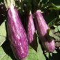 Eggplant 'Fairy Tale' Purple Yellow Vegetable 200 PCS Seeds