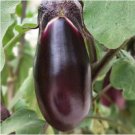 Eggplant Bright Purple Long Vegetables 100 PCS Seeds