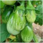 Eggplant Little Green Vegetable 60 PCS Seeds