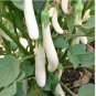 Eggplant Seeds Heirloom Moon White Long Hybrid Vegetables 700 PCS Seeds