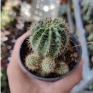 Egg Succulents Bonsai Echinopsis Tubiflora Cactus Flores 200 PCS Seeds