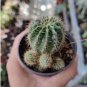 Egg Succulents Bonsai Echinopsis Tubiflora Cactus Flores 200 PCS Seeds