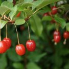 Elaeagnus multiflora Silverberry Goumi Berry 100 PCS Seeds