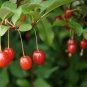 Elaeagnus multiflora Silverberry Goumi Berry 100 PCS Seeds