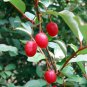 Elaeagnus multiflora Silverberry Goumi Berry 100 PCS Seeds