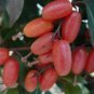 Elaeagnus multiflora Silverberry Goumi Berry 100 PCS Seeds