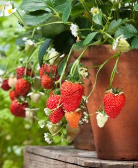 Elan F1 Strawberry 100 PCS Seeds