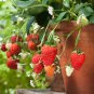Elan F1 Strawberry 100 PCS Seeds