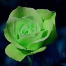 Elegant Big Blooming Green Rose Shrub 50 PCS Seeds