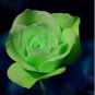 Elegant Big Blooming Green Rose Shrub 50 PCS Seeds