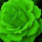 Elegant Big Blooming Green Rose Shrub 50 PCS Seeds
