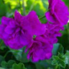Elegant Purple Univalve Geranium 30 PCS Seeds