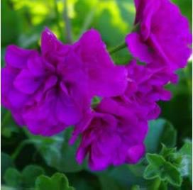 Elegant Purple Univalve Geranium 30 PCS Seeds