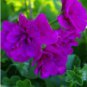Elegant Purple Univalve Geranium 30 PCS Seeds