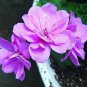 Elegant Purple Univalve Geranium 30 PCS Seeds