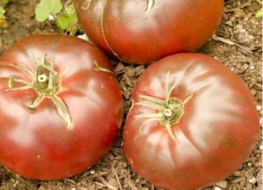Eluosi' Cherokee Purple Giant Tomato 100 PCS Seeds