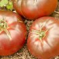 Eluosi' Cherokee Purple Giant Tomato 100 PCS Seeds