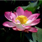 Emilia Pink Lotus Flower Nelumbo Nucifera 1 PCS Seeds