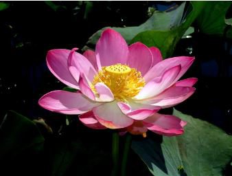 Emilia Pink Lotus Flower Nelumbo Nucifera 1 PCS Seeds