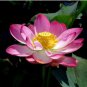 Emilia Pink Lotus Flower Nelumbo Nucifera 1 PCS Seeds