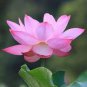 Emilia Pink Lotus Flower Nelumbo Nucifera 1 PCS Seeds