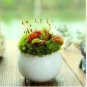Enchantress Carnivorous Bonsai 100 PCS Seeds