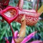 Enchantress Carnivorous Bonsai 100 PCS Seeds