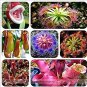 Enchantress Carnivorous Bonsai 100 PCS Seeds