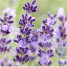 English Lavender Hidcote Lavandula angustifolia 100 PCS Seeds