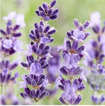 English Lavender Hidcote Lavandula angustifolia 100 PCS Seeds