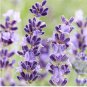 English Lavender Hidcote Lavandula angustifolia 100 PCS Seeds