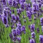 English Lavender Hidcote Lavandula angustifolia 100 PCS Seeds