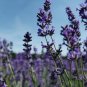 English Lavender Hidcote Lavandula angustifolia 100 PCS Seeds