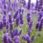 English Lavender Hidcote Lavandula angustifolia 100 PCS Seeds