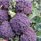 English Purple Sprouting Broccoli Early Brassica Oleracea 50 PCS Seeds English Purple Sprouting Broccoli Early Brassica Oleracea 50 PCS Seeds