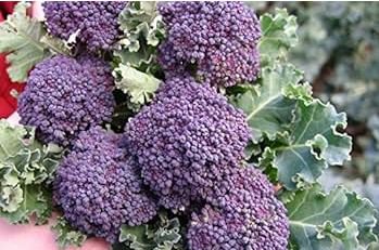 English Purple Sprouting Broccoli Early Brassica Oleracea 50 PCS Seeds