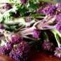 English Purple Sprouting Broccoli Early Brassica Oleracea 50 PCS Seeds