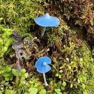 Entoloma Hochstetteri Perennial Tropical Fungus 20 PCS Seeds