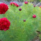 Peony Double Flowering Fernleaf Peony Rubra Plena Garden 10 PCS Seeds Peony Double Flowering Fernleaf Peony Rubra Plena Garden 10 PCS Seeds