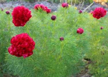 Peony Double Flowering Fernleaf Peony Rubra Plena Garden 10 PCS Seeds