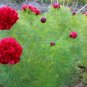 Peony Double Flowering Fernleaf Peony Rubra Plena Garden 10 PCS Seeds