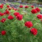 Peony Double Flowering Fernleaf Peony Rubra Plena Garden 10 PCS Seeds
