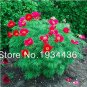 Peony Double Flowering Fernleaf Peony Rubra Plena Garden 10 PCS Seeds
